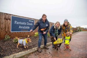 Lauren Brown and Nicola Adamson from the Max and George Trust with Bellway West Midlands Sales Manager Rachel Marner and some of the Max and George Trust dogs in need of homes.