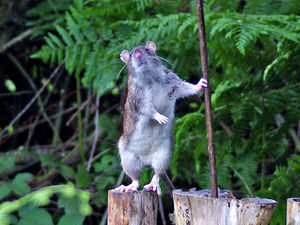 Supporting image for story: Star Witness: Rodent gets really ratty in hunt for bird food