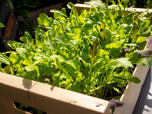 Supporting image for story: Gardening: What veg can you still sow and grow?