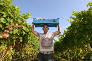 Halfpenny Green Vineyard Staffordshire Uk Grape Harvest. Dan Smith collecting the grapes
