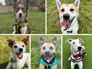 Dogs who need new homes in Shropshire