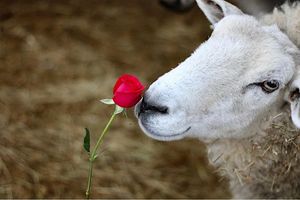 Severn Valley Donkey and Dog Rescue is hosting special Valentine's Day mornings with its animals. Photo: Tom Ball.