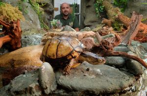 Curator Richard Brown with the zoo's coachullan box Turtles Mel and Steve