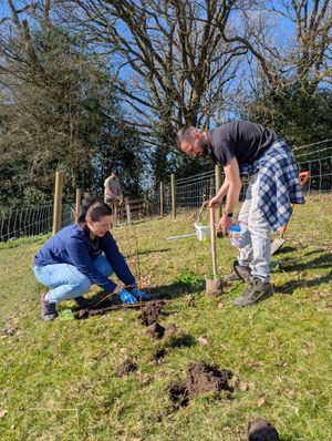 National Grid volunteers planting new hedgerow trees