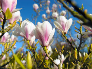 Supporting image for story: Star Witness: Spring Snaps