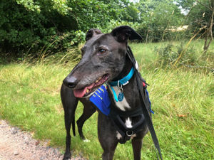 Hughie (Hugh Adventure)