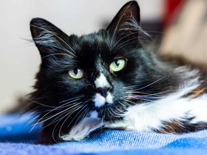 Supporting image for story: Pet living in safe house for women named National Cat of the Year