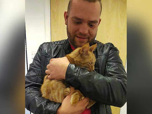 Supporting image for story: Cat survives 200-mile journey to Shropshire in van's engine bay – with barely a scratch