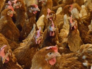 Supporting image for story: Debate rages on free range farm plans near Market Drayton