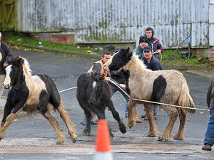Supporting image for story: Battle to save the horses left to die