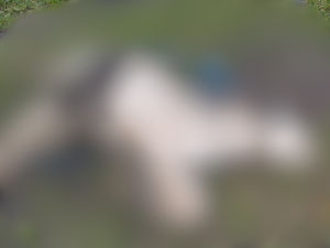 Supporting image for story: Appeal launched after dead horse found at the side of the road in Walsall