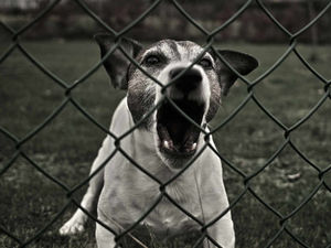 Supporting image for story: Poll: Will dog training classes help protect people from potentially dangerous animals?