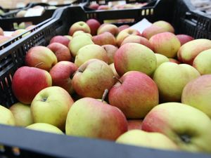 Supporting image for story: Flavanol-rich diet could help lower blood pressure, scientists say