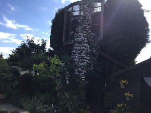 Michael Sargeant's 'cascade of clematis' with the doves of love and peace in the background