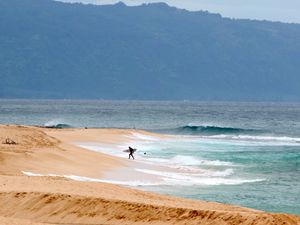 Supporting image for story: Hawaii lifeguard dies in shark attack while surfing off Oahu