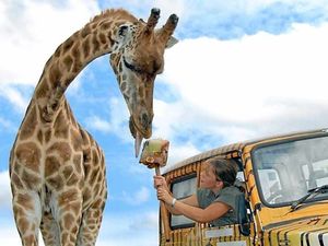 Supporting image for story: West Midland Safari Park to close today
