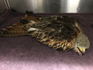 Supporting image for story: Red kite returned to the wild after rehab with RSPCA
