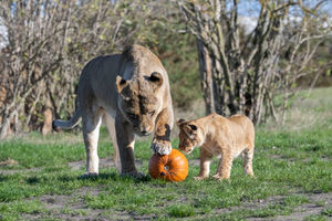 (Photo: West Midlands Safari Park)