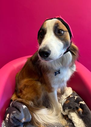 Reggie snuggles down with his ear defenders in preparation for Bonfire Night.