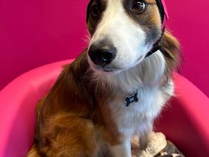 Supporting image for story: Fireworks don't have to fill pets with fear - say local vets