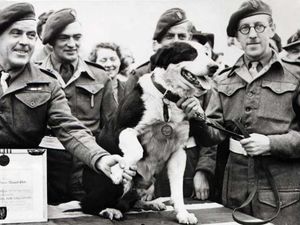 Supporting image for story: Heroic Shropshire collie Rob won wartime animal VC