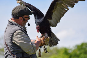 Phil from Ridgeside Falconry with Gobble the Turkey Vulture during a demonstration