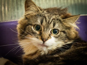 Supporting image for story: Cats being cared for at RSPCA Shropshire need forever homes
