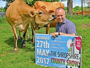 Supporting image for story: Horses will be stars of the County Show