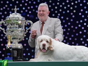 Supporting image for story: Clumber spaniel named Bruin crowned best in show at Crufts