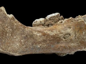 Supporting image for story: High altitude hominin may have given Sherpas a taste for the high life