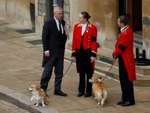 Supporting image for story: Late Queen’s corgis to remain in care of Andrew’s family – Buckingham Palace