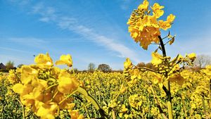 Sunny Rushbury, by Peter Steggles