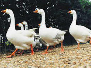 Supporting image for story: Magical memories of goose fair in days gone by