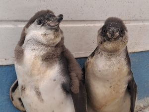 Supporting image for story: Keepers at Dudley Zoo need help naming adorable penguin chicks