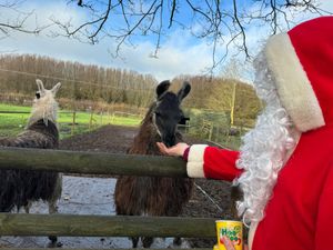 Some of the animals have a surprise visitor on Christmas Day.