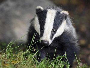 Supporting image for story: Shropshire Wildlife Trust 'aghast' at Government's badger cull plan