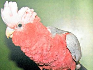 Supporting image for story: £700 cockatoo stolen from Telford breeder's home