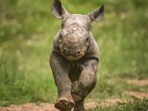 Supporting image for story: Rare rhino calves born at Chester Zoo