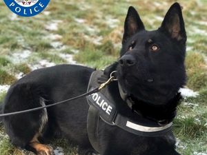 Supporting image for story: Praise for police dog Hans who sniffed out five suspects in less than an hour