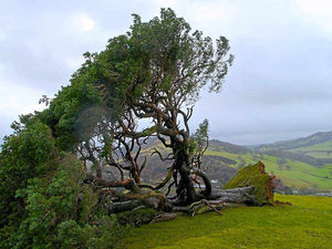 Supporting image for story: Iconic Lonely Tree has special place in Welsh hearts