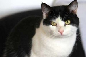 Supporting image for story: Craven Arms cat sprayed green