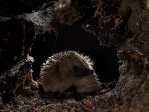 Supporting image for story: Top five tips to protect hedgehogs in Shropshire this Bonfire Night