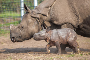 Inesh, West Midland Safari Park's first Indian Rhino calf, with mother Seto