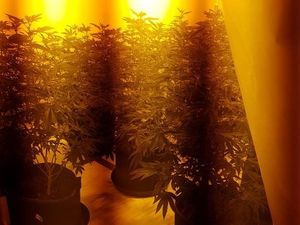 Supporting image for story: Penn police raid turns up 60 cannabis plants