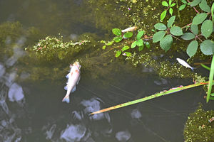 Hundreds of fish died in the chemical spillage at Pleck, Walsall on August 12