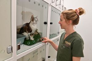 Veterinary surgeon, Kate Apperley at Nova Veterinary Centre in Newport