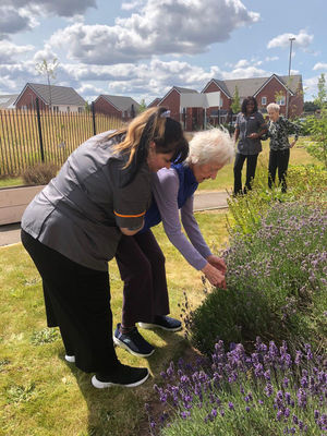 Residents at HC-One’s Littleton Lodge Care Home gardening lavender fields