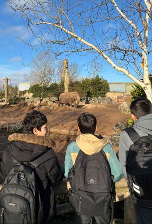 City Academy students admire the elephants at Chester Zoo