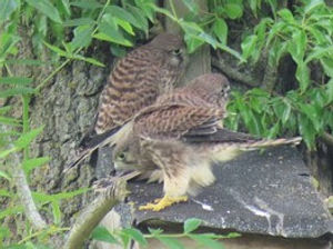 Supporting image for story: Kestrel chicks start life at Severn Valley Country Park