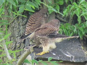 Supporting image for story: Kestrel chicks start life at Severn Valley Country Park